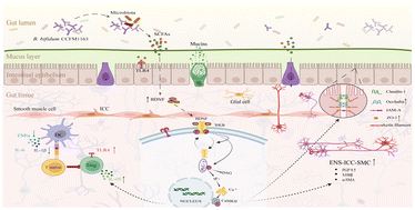 Graphical abstract: Bifidobacterium bifidum CCFM1163 alleviates cathartic colon by activating the BDNF-TrkB-PLC/IP3 pathway to reconstruct the intestinal nerve and barrier