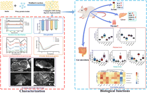 Graphical abstract: Effects of whey protein–inulin conjugates with varying degrees of glycosylation on hepatic antioxidant capacity, immunomodulation and gut microbiota in mice
