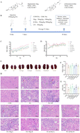 Graphical abstract: Dietary phytosterol supplementation mitigates renal fibrosis via activating mitophagy and modulating the gut microbiota