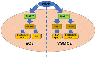 Graphical abstract: Allicin induced vasorelaxation via endothelium-dependent and endothelium-independent mechanisms