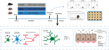 Graphical abstract: Acer truncatum oil ameliorates autism-like behaviours by promoting maturation of oligodendrocytes and inhibiting neuroinflammation: the role of the brain–gut axis