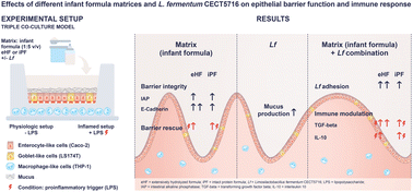 Graphical abstract: Impact of extensively hydrolyzed infant formula on the probiotic and postbiotic properties of Lactobacillus fermentum in an in vitro co-culture model