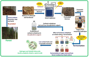 Graphical abstract: Carbonic anhydrase assisted acidogenic fermentation of forest residues for low carbon hydrogen and volatile fatty acid production: enhanced in situ CO2 reduction and microbiological analysis