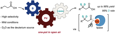 Graphical abstract: Chemoenzymatic β-specific methylene C(sp3)–H deuteration of carboxylic acids