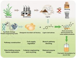 Graphical abstract: Pathway and enzyme engineering for the bioconversion of lignin derivatives into homoeriodictyol in Saccharomyces cerevisiae