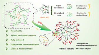 Graphical abstract: Fully biobased, catalyst-free vitrimers from tannic acid: a facile combination of mechanical robustness, recyclability and sustainability
