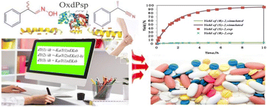 Graphical abstract: Kinetic model of asymmetric dehydration of aldoxime catalyzed by immobilized OxdPsp in an organic solvent