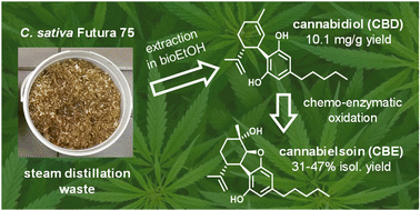 Graphical abstract: Valorisation of the industrial hemp residue from essential oil production by recovery of cannabidiol and chemo-enzymatic conversion to cannabielsoin
