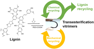 Graphical abstract: Turning lignin into a recyclable bioresource: transesterification vitrimers from lignins modified with ethylene carbonate