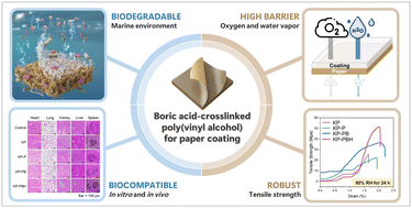 Graphical abstract: Boric acid-crosslinked poly(vinyl alcohol): biodegradable, biocompatible, robust, and high-barrier paper coating