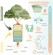 Graphical abstract: Nature-inspired batteries: from biomaterials to biomimetic design strategies