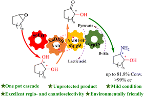 Graphical abstract: Biocatalytic asymmetric ring-opening of meso-epoxides to enantiopure cyclic trans-β-amino alcohols involving a key amine transaminase