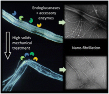 Graphical abstract: Production of lignin containing cellulose nanofibrils (CNF) after enzymatic treatment of curl-induced, unbleached kraft pulps