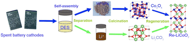 Graphical abstract: Upcycling spent lithium-ion battery cathodes into cobalt-polyphenol networks by DES dissolution and solvent-induced crystallization