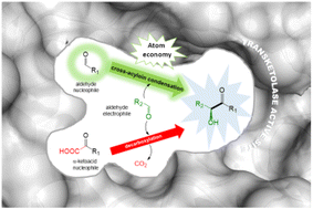 Graphical abstract: Cross-acyloin condensation of aldehydes catalysed by transketolase variants for the synthesis of aliphatic α-hydroxyketones