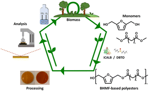 Graphical abstract: Enzymatic bulk synthesis, characterization, rheology, and biodegradability of biobased 2,5-bis(hydroxymethyl)furan polyesters