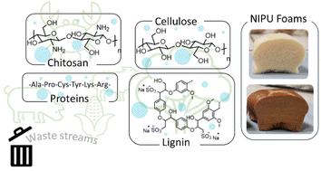 Graphical abstract: Valorization of waste biomass for the fabrication of isocyanate-free polyurethane foams