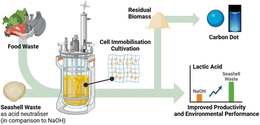 Graphical abstract: Green synthesis of lactic acid and carbon dots using food waste and seashell waste