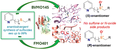 Graphical abstract: Expanding the toolbox of Baeyer–Villiger and flavin monooxygenase biocatalysts for the enantiodivergent green synthesis of sulfoxides