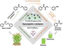 Graphical abstract: Highly efficient oxidative cleavage of lignin β-O-4 linkages via synergistic Co-CoOx/N-doped carbon and recyclable hexaniobate catalysis