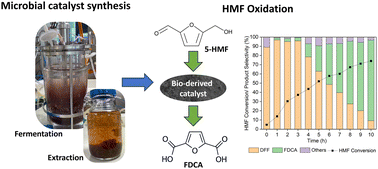 Graphical abstract: Pulcherrimin: a bio-derived iron chelate catalyst for base-free oxidation of 5-hydroxymethylfurfural to furandicarboxylic acid