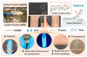 Graphical abstract: Synthesis of robust yet flexible and transparent CPA hydrogels inspired by molting crab shells