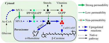 Graphical abstract: Cytoplasmic-peroxisomal spatial combination engineering in Candida tropicalis for enhanced terpenoid production