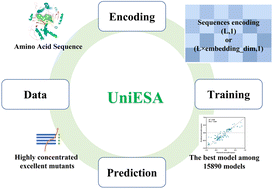 Graphical abstract: UniESA: a unified data-driven framework for enzyme stereoselectivity and activity prediction