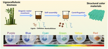 Graphical abstract: A fast and low energy-consumption method for the conversion of lignocellulosic biomass to sustainable structural color materials