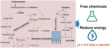 Graphical abstract: Industrial-scale biorefinery for n-caproate production from food waste