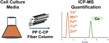 Graphical abstract: In-line HPLC-ICP-MS method for the rapid speciation and quantification of metal constituents in cell culture media