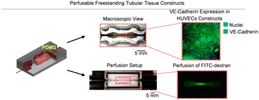 Graphical abstract: A self-assembly and cellular migration based fabrication of high-density 3D tubular constructs of barrier forming membranes