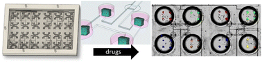 Graphical abstract: Drug testing of monodisperse arrays of live microdissected tumors using a valved multiwell microfluidic platform