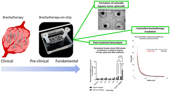 Graphical abstract: Brachytherapy on-a-chip: a clinically-relevant approach for radiotherapy testing in 3d biology