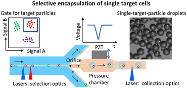 Graphical abstract: Microfluidic device for the high-throughput and selective encapsulation of single target cells