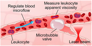 Graphical abstract: Laser-induced microbubble as an in vivo valve for optofluidic manipulation in living Mice's microvessels