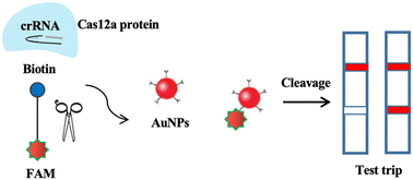 Graphical abstract: Test strip coupled Cas12a-assisted signal amplification strategy for sensitive detection of uracil-DNA glycosylase