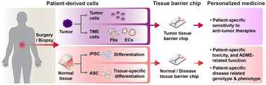 Graphical abstract: Reconstitution of human tissue barrier function for precision and personalized medicine