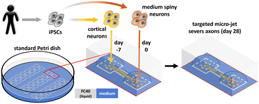 Graphical abstract: A fluid-walled microfluidic platform for human neuron microcircuits and directed axotomy
