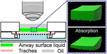 Graphical abstract: Dynamic measurement of airway surface liquid volume with an ex vivo trachea-chip