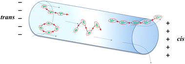 Graphical abstract: Dynamic behavior of DNA molecules in microchannels: exploring deflective, elliptical, and spin motions induced by Saffman and Magnus forces