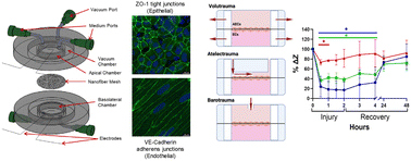 Graphical abstract: A micro-scale humanized ventilator-on-a-chip to examine the injurious effects of mechanical ventilation