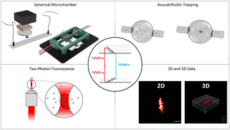 Graphical abstract: Two-photon microscopy of acoustofluidic trapping for highly sensitive cell analysis