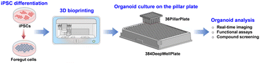 Graphical abstract: Reproducible generation of human liver organoids (HLOs) on a pillar plate platform via microarray 3D bioprinting