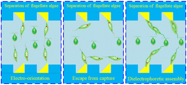 Graphical abstract: Dielectrophoretic characterization and selection of non-spherical flagellate algae in parallel channels with right-angle bipolar electrodes