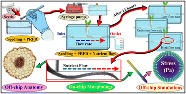 Graphical abstract: Unveiling nutrient flow-mediated stress in plant roots using an on-chip phytofluidic device