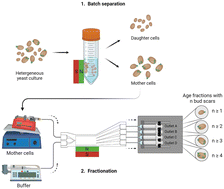 Graphical abstract: Millifluidic magnetophoresis-based chip for age-specific fractionation: evaluating the impact of age on metabolomics and gene expression in yeast