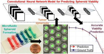 Graphical abstract: Deep learning unlocks label-free viability assessment of cancer spheroids in microfluidics