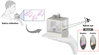 Graphical abstract: Hand-held all-in-one (HAO) self-test kit for rapid and on-site detection of SARS-CoV-2 with colorimetric LAMP