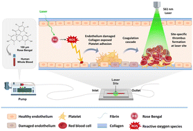 Graphical abstract: Site-specific thrombus formation: advancements in photothrombosis-on-a-chip technology